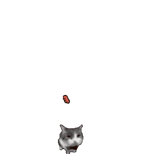 cat throwing a brick